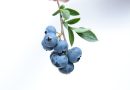 Dyrk din egen lille blåbærskov